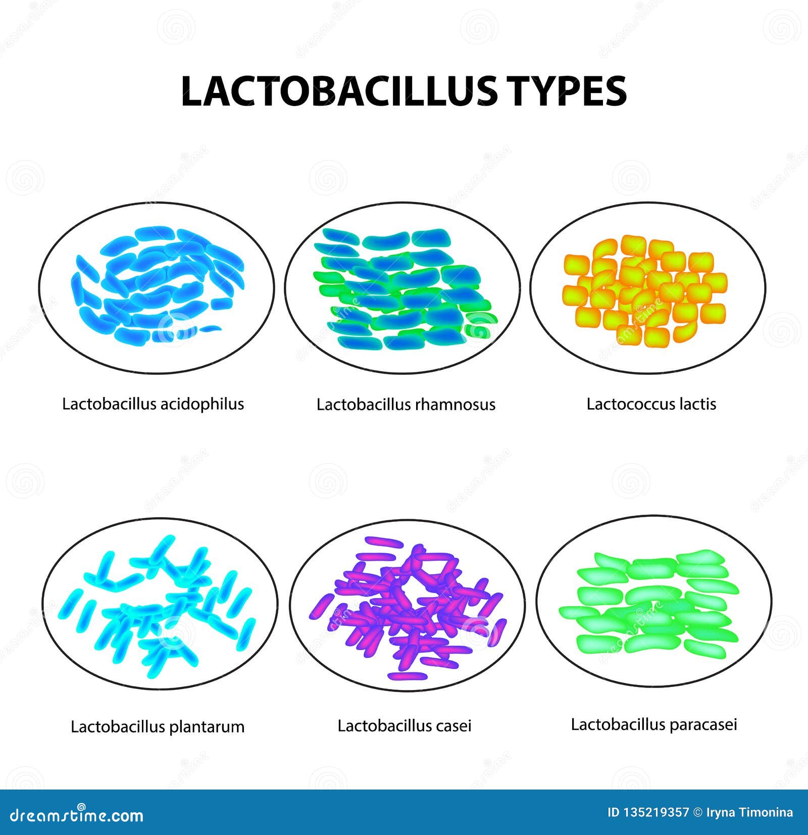 types of lactobacilli. lactobacillus. good intestinal microflora. infographics. set.   on 