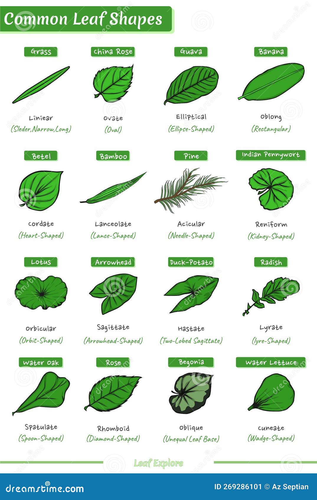 Types of Leaves Based on Their Shape Stock Vector - Illustration of ...