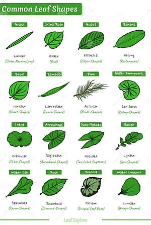 Types Of Leaves