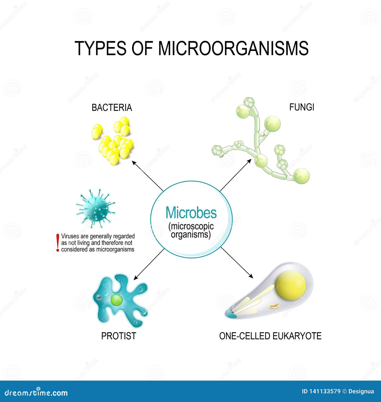 types of microorganisms. bacteria, fungi, one-celled eukaryote, and protist