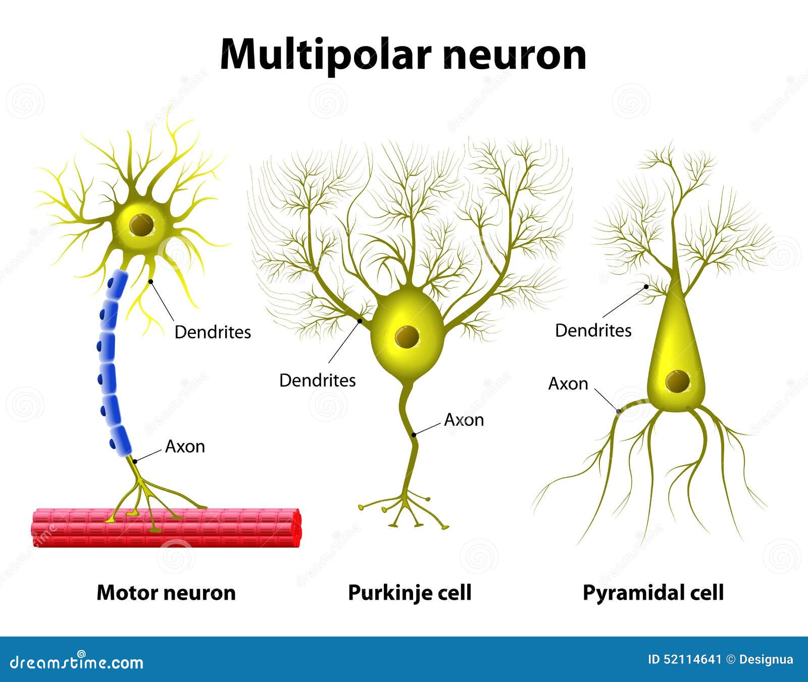 multipolar neuron labeled under microscope