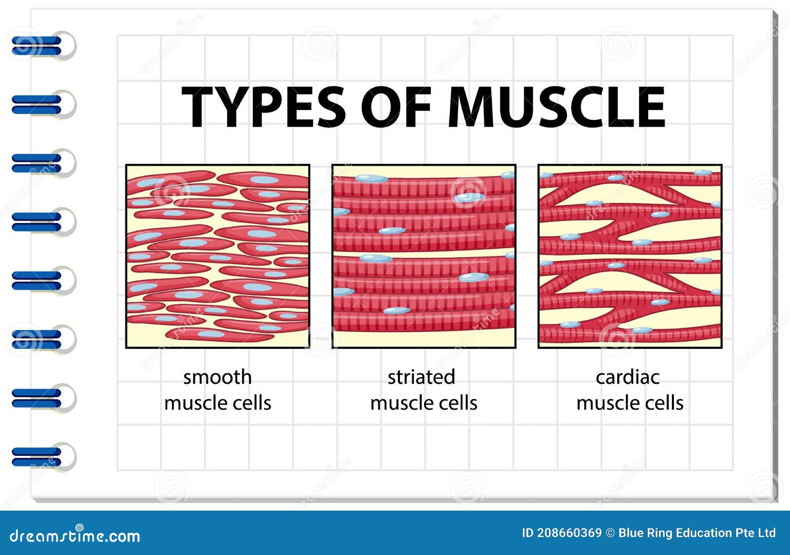 Types Of Muscle Tissue Of Human Body Diagram Cartoon Vector types-of-muscle-tissue-of-human-body-diagram-cartoon-vector
