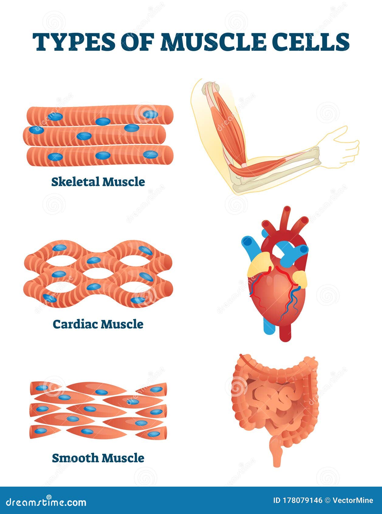 Types Of Muscle Cells Vector Illustration. Labeled Soft Tissues