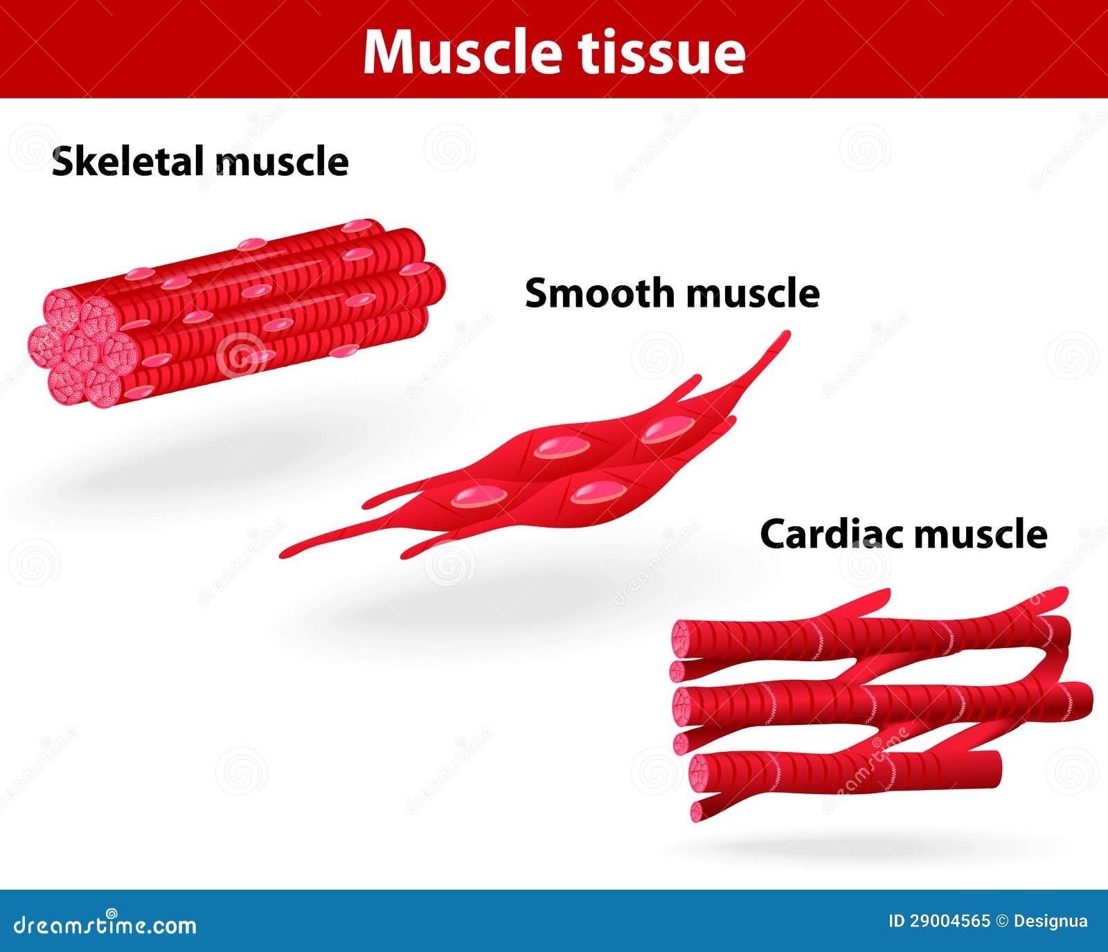 Types of muscle tissue stock vector. Illustration of human - 29004565