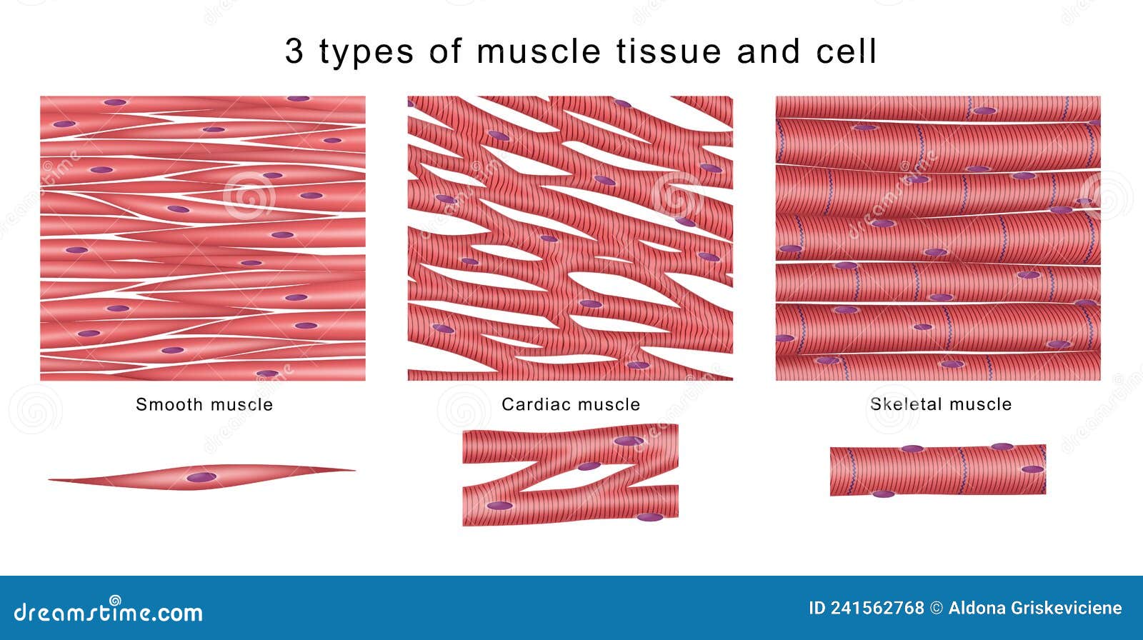 Изображение поперечно полосатой мышечной ткани. Строение клетки гладких мышц. Поперечнополосатая Скелетная мышечная клетка. Нейральная гладкая мышечная ткань. Клетки поперечно-полосатой мышечной ткани.