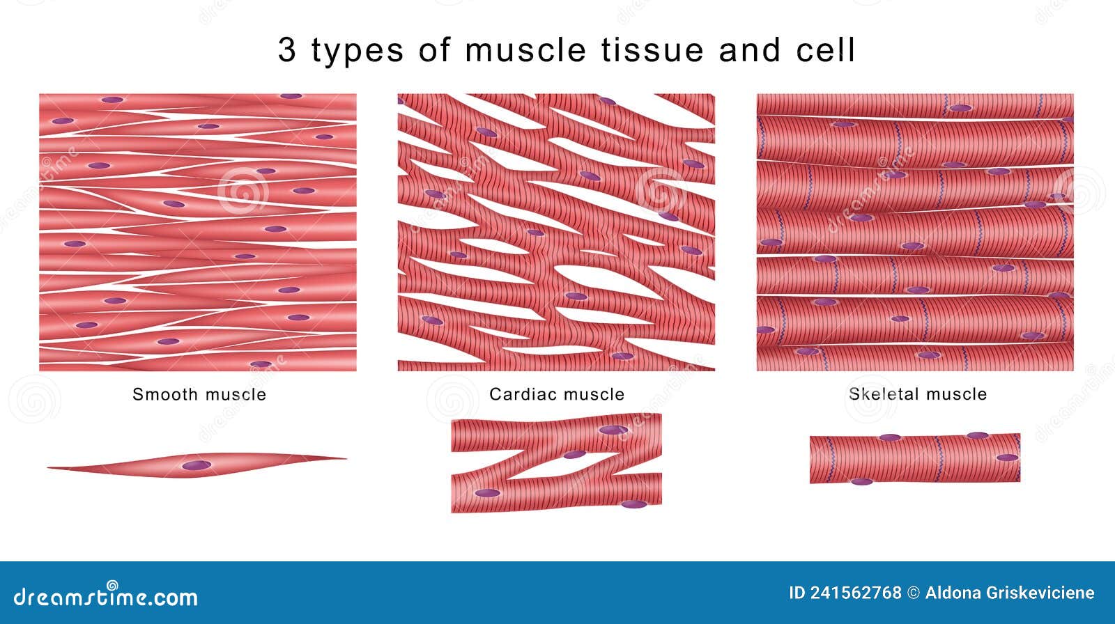 Tejido muscular microscopio