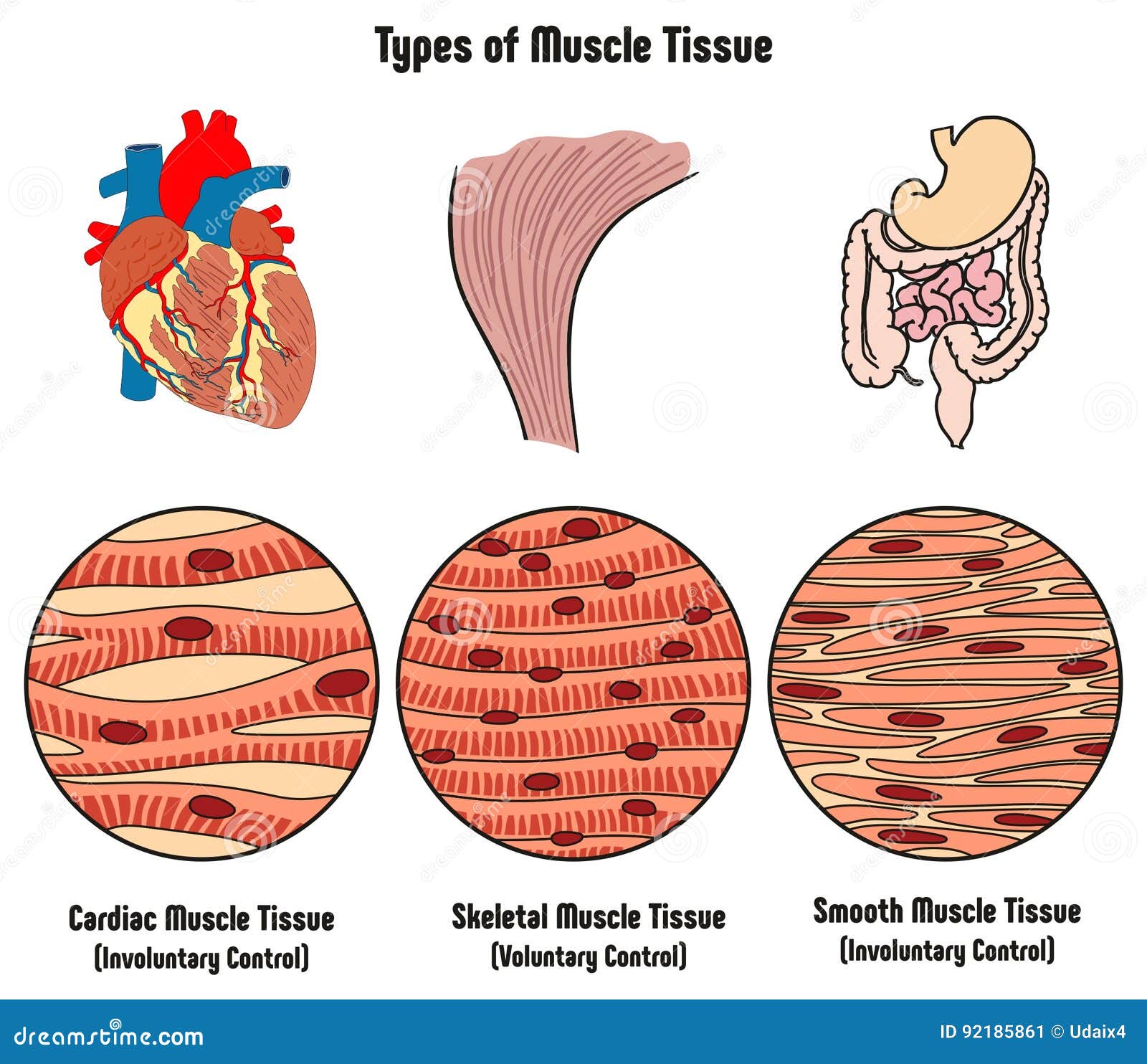 Types Of Muscle Cells Vector Illustration Types Of Muscles Tissue - Vrogue