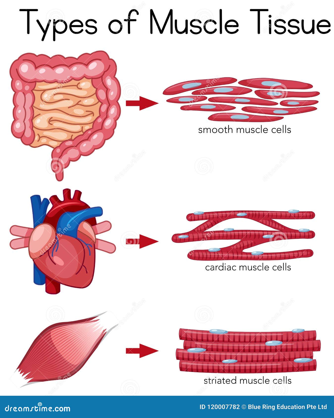 types of muscle tissue