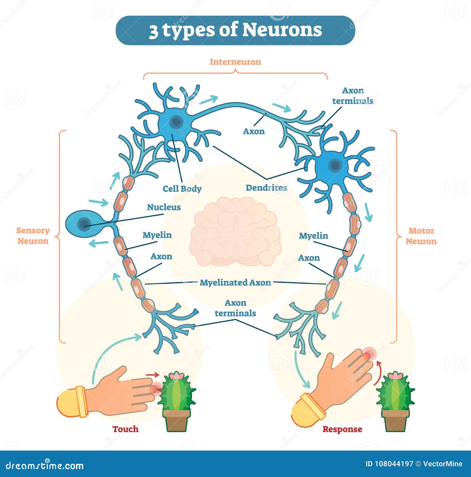 Sensory Neuron Motor Neuron And Interneuron Cartoon Vector Sensory Neuron Motor Neuron And Interneuron Cartoon Vector