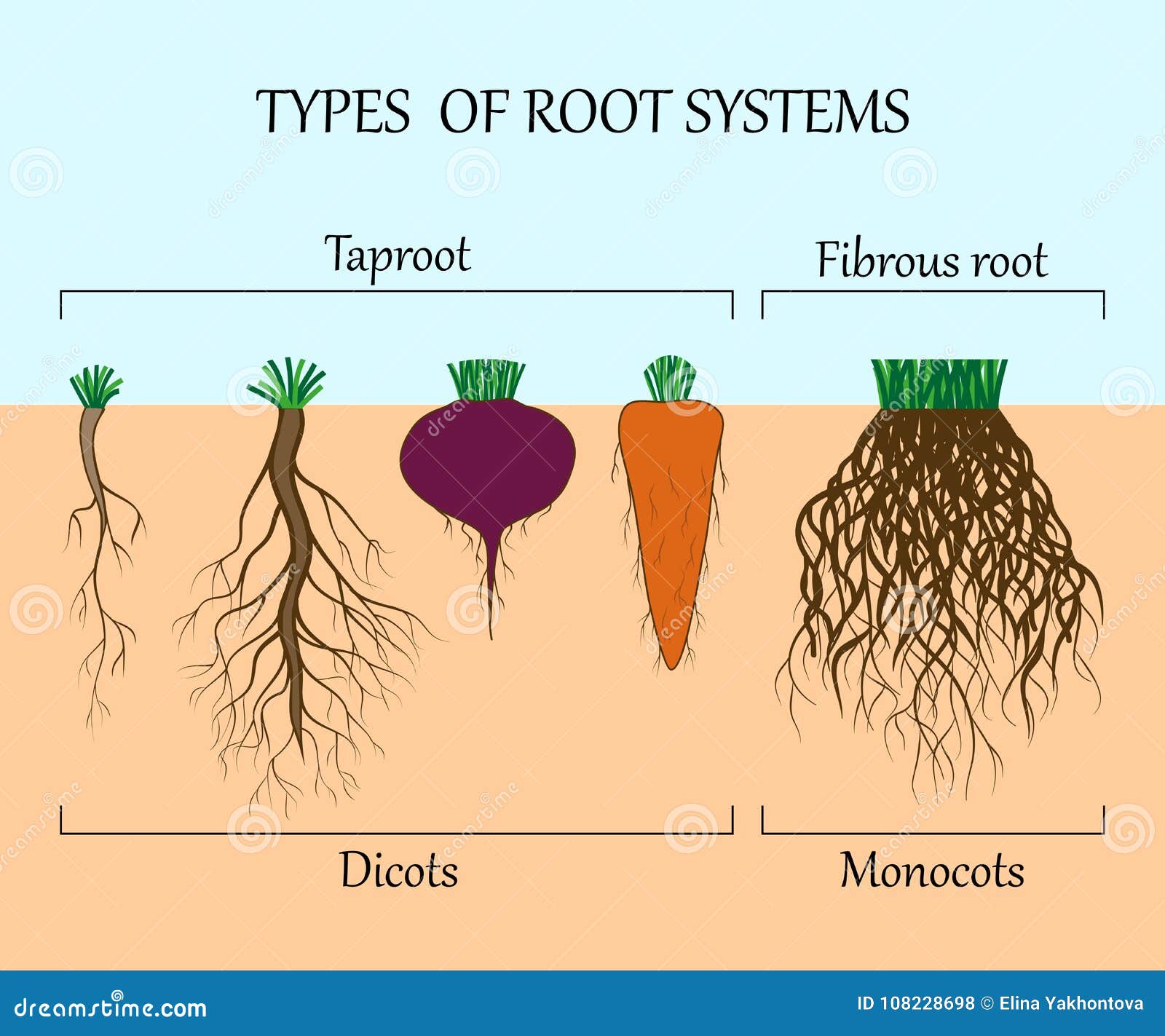 types of root systems of plants, monosots and dicots in the soil in cut, education poster,  .