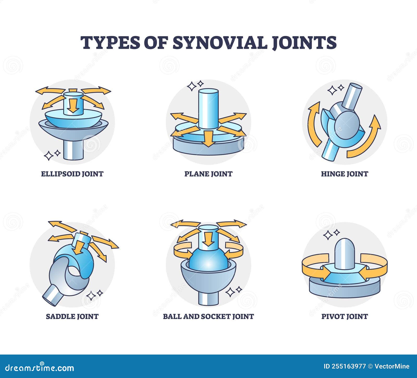 types of synovial joints movement classification for body outline diagram
