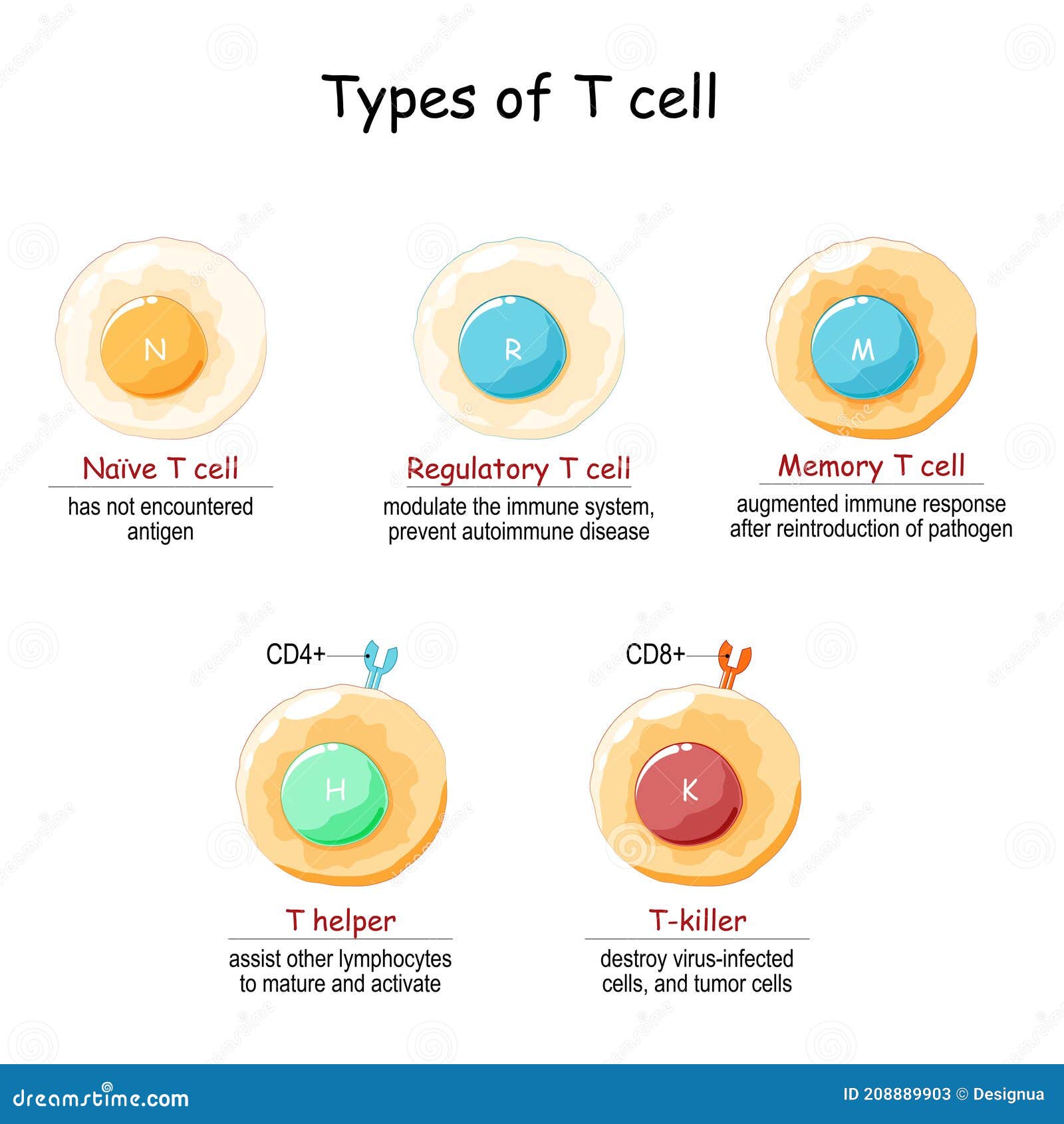 types of t-cell. t lymphocyte