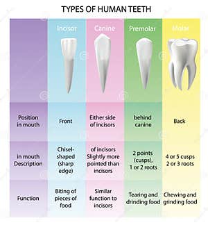 Teeth Realistic Set Cartoon Vector CartoonDealer 41817341
