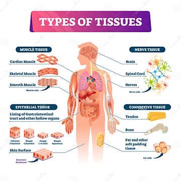 Types of Tissues Vector Illustration. Labeled Inner Organ Structure ...