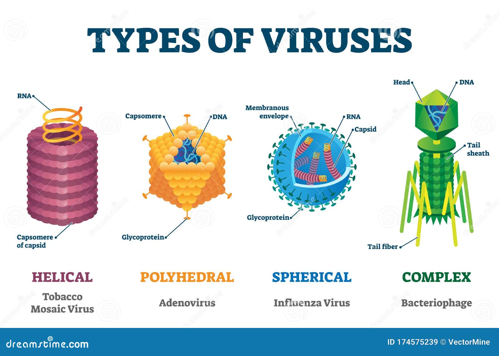 Types Of Viruses Vector Illustration Labeled Drawings Cartoondealer ...