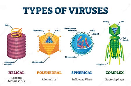 Types of Viruses Vector Illustration Labeled Drawings Stock Vector ...