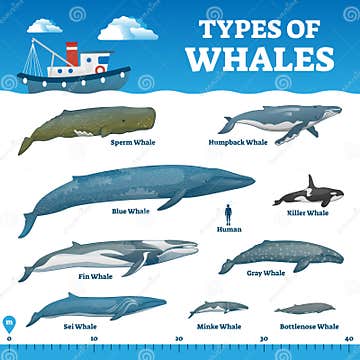Types of Whales Educational Labeled Wildlife Comparison Vector ...