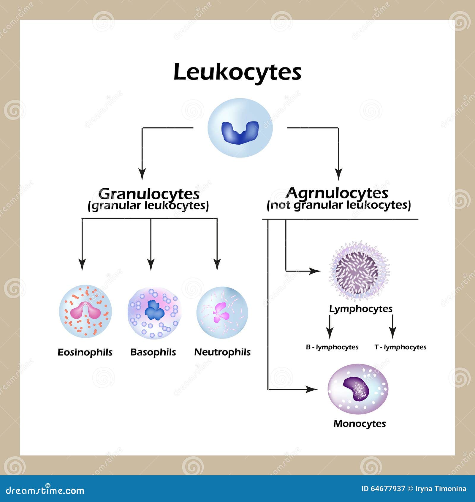 Types Of White Blood Cells. Infographics. Cartoon Vector