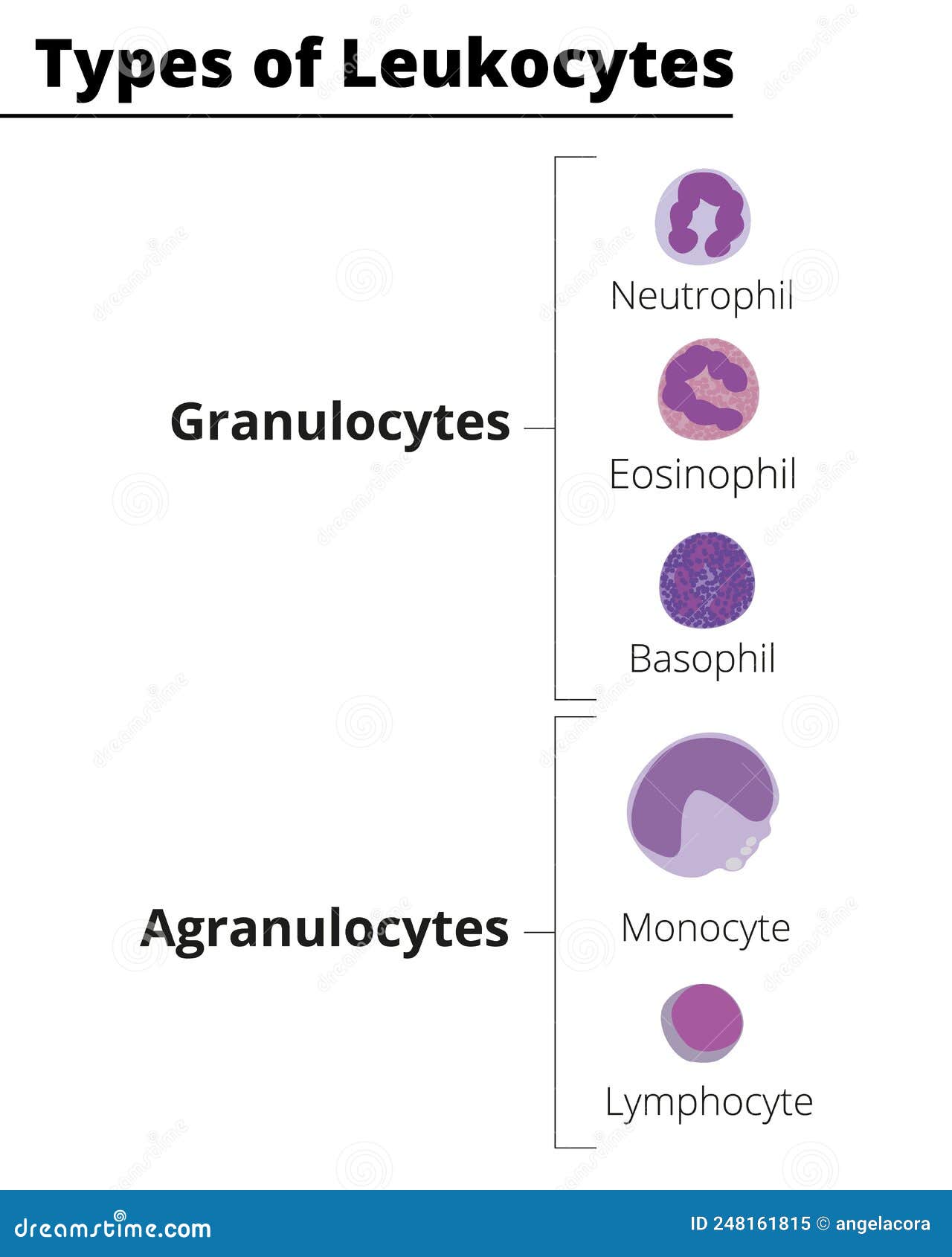 Types Of White Blood Cells. Leukocytes Granulocytes And Agranulocytes ...