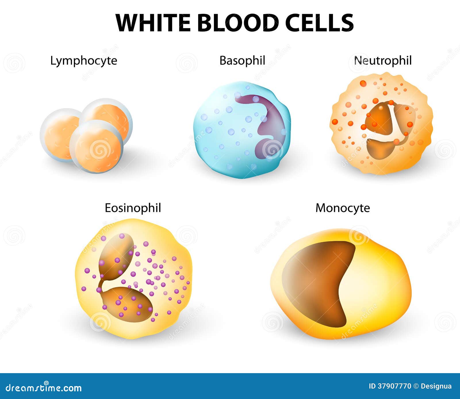 types of white blood cells