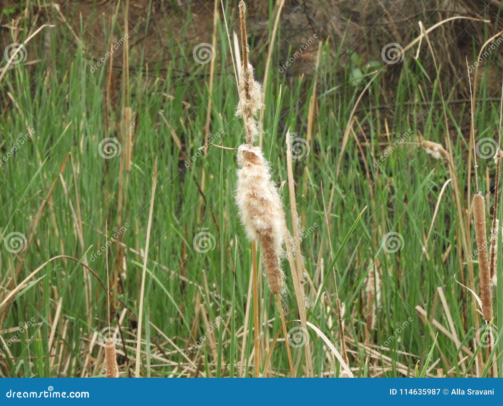 Typha grass stock image. Image of punks, reedmace, cattail 114635987