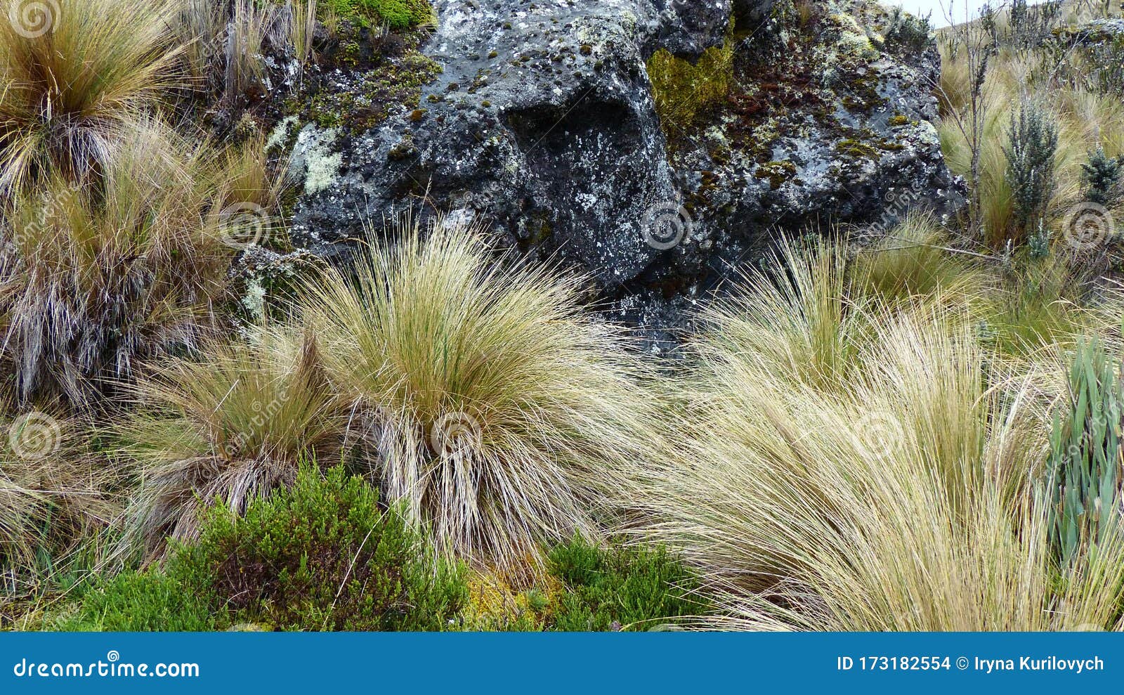 grass pÃÂ¡ramo plants in cajas, ecuador