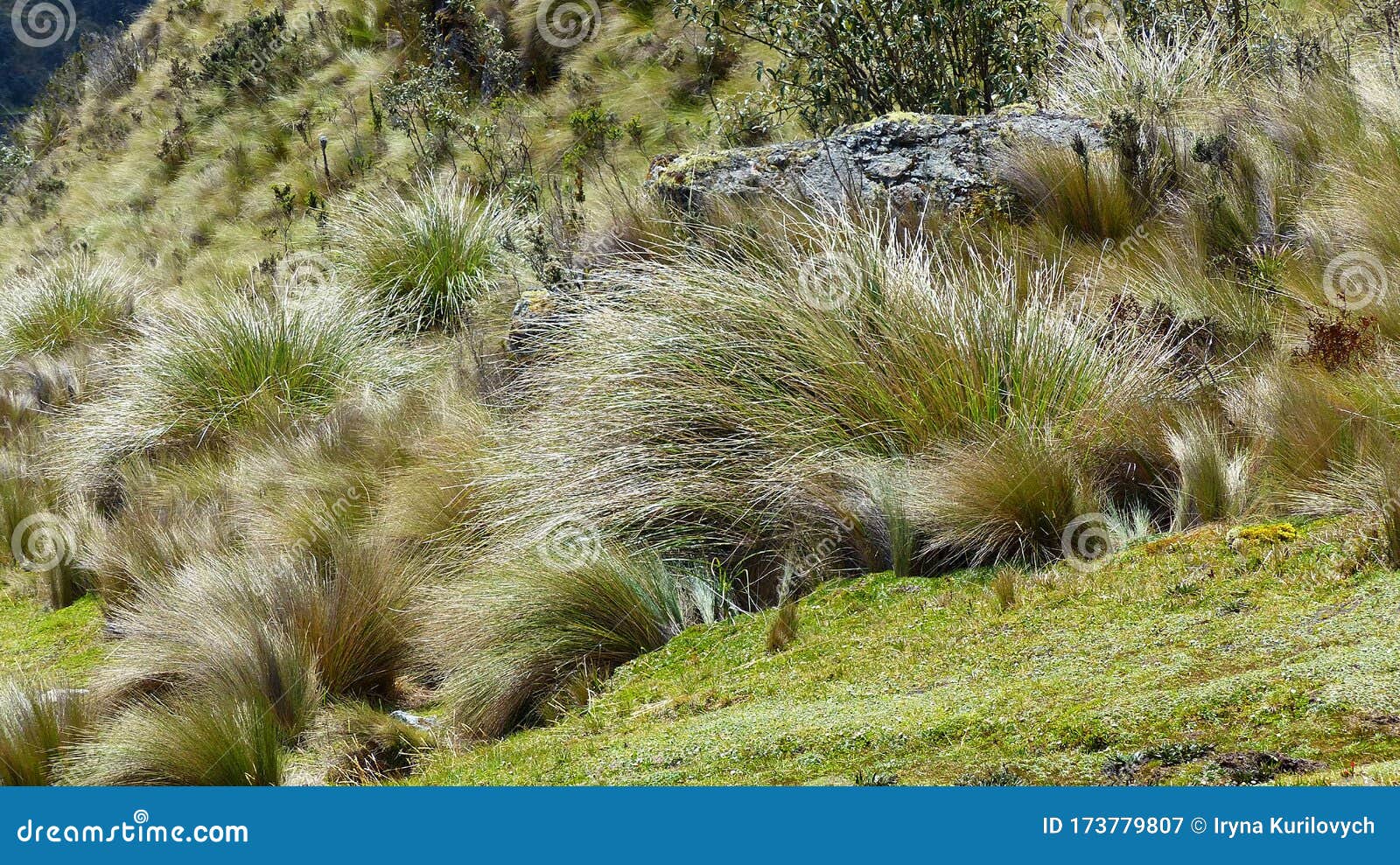 grass pÃÂ¡ramo - calamagrostis intermedia plant, ecuador