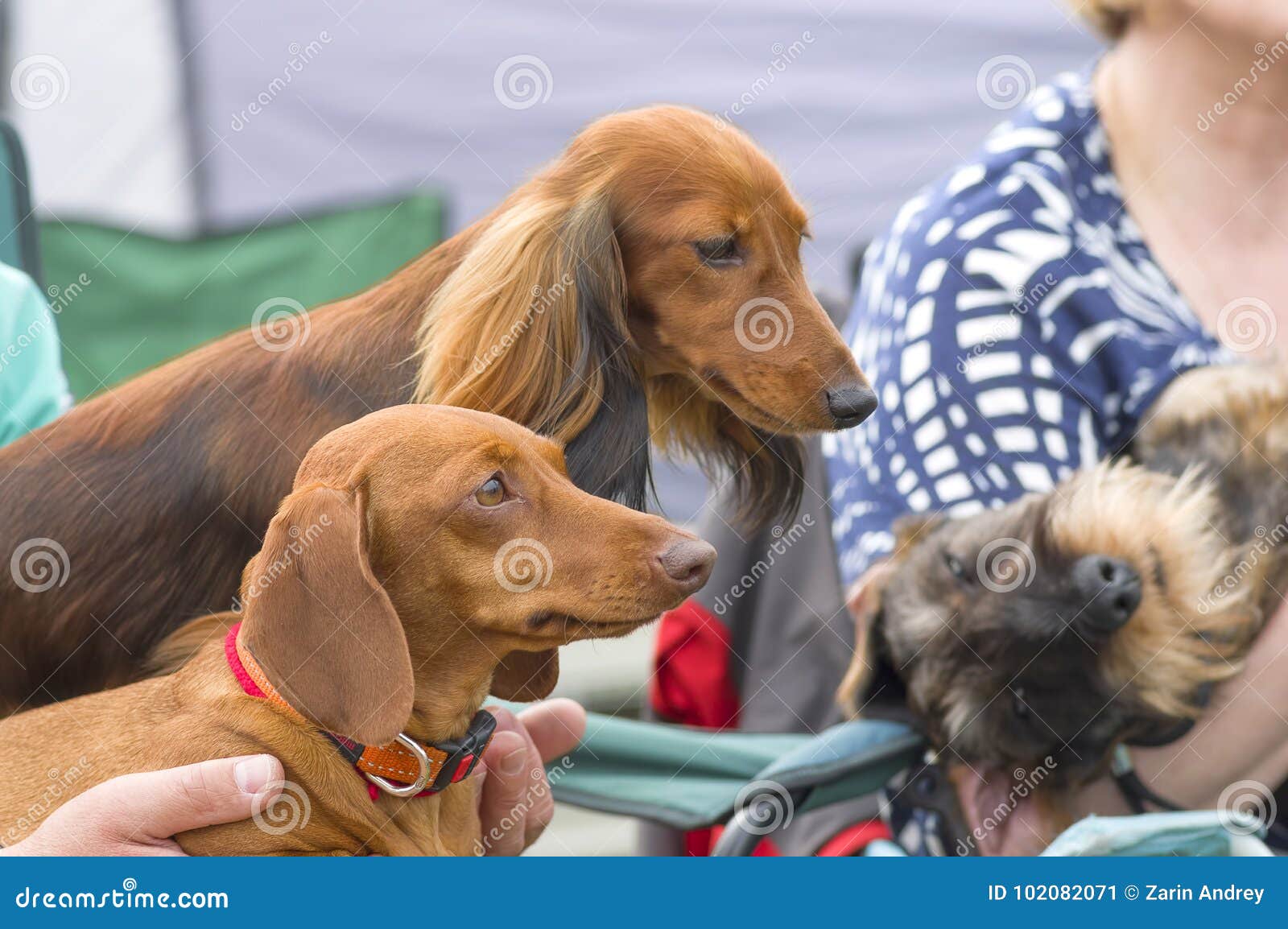 Typical Dachshund Close-up stock image. Image of friend - 102082071
