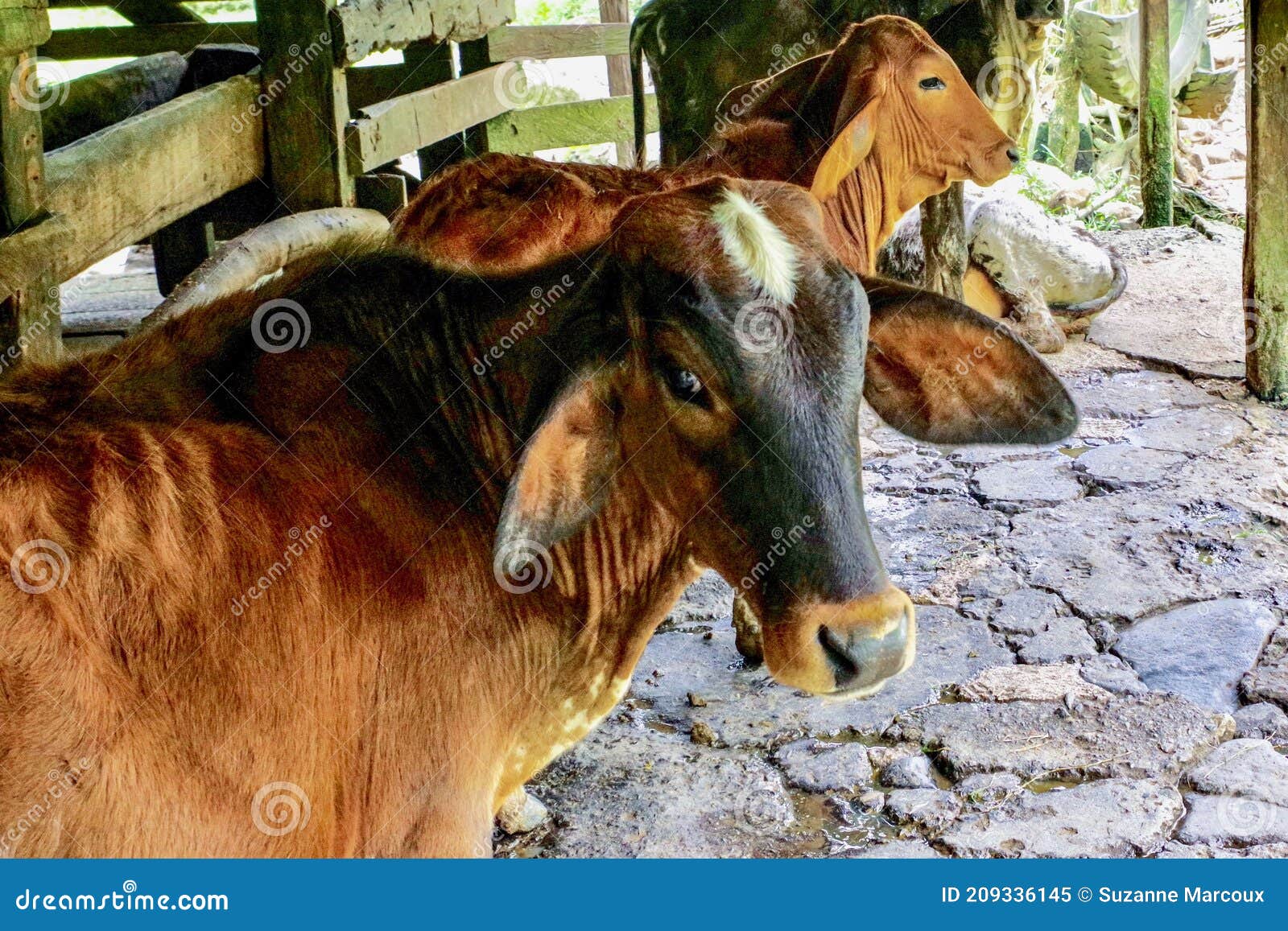 Farm Animals, Costa Rica, Central America Stock Image - Image of colors,  bovine: 209336145
