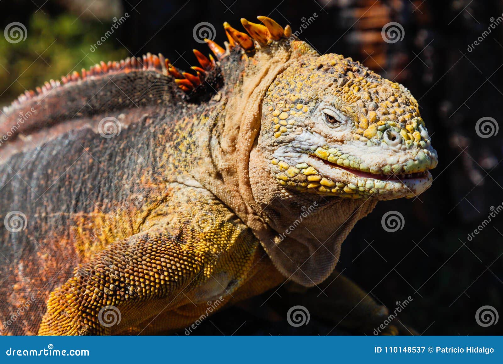 typical land iguana of isla plaza sur, galapagos