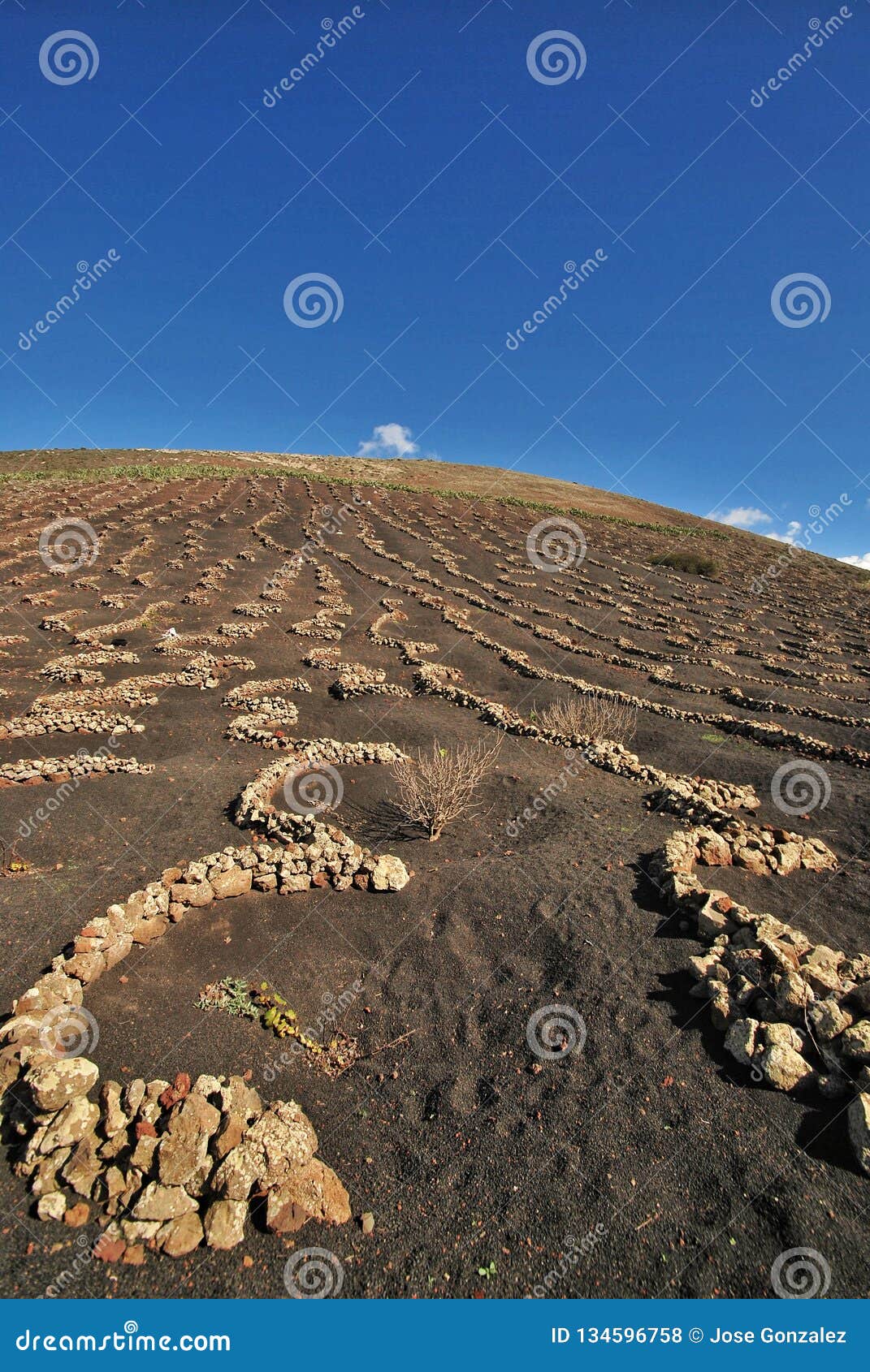 La Geria Stock Photo Image Of Spain Vine Typical
