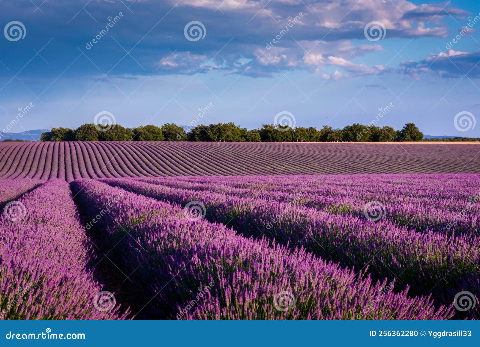 Typical Landscape of Lavender Fields on Valensole Plateau Stock Photo ...