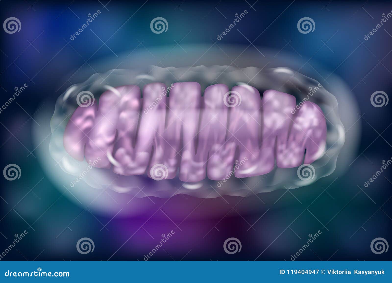 typical mitochondria