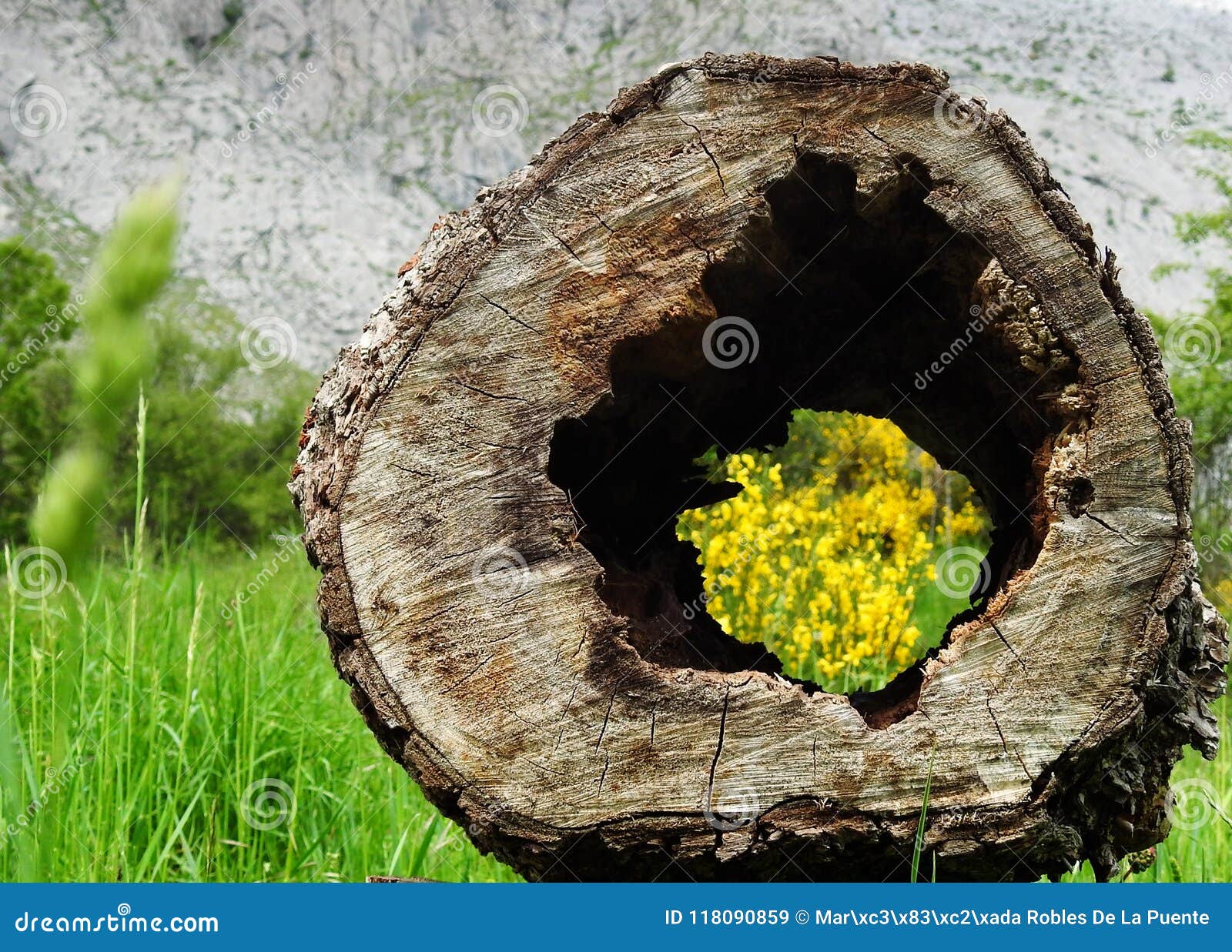 typical mountain landscape through a hollow trunk