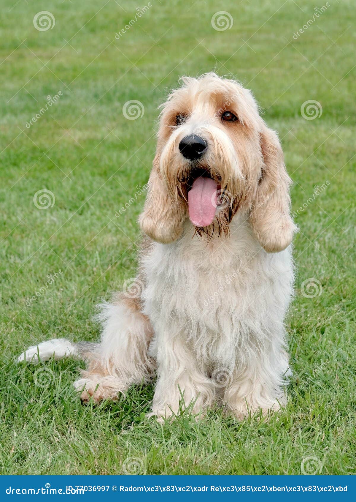 basset griffon vendéen