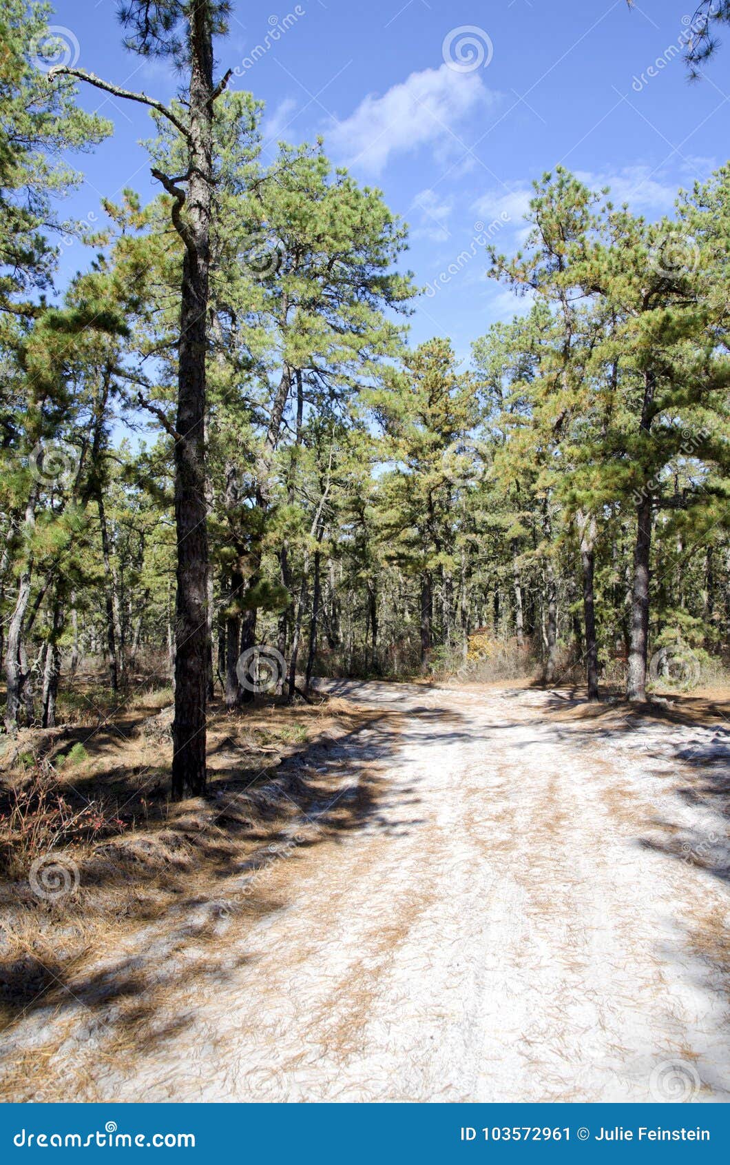 Pine Barrens Road stock image. Image of piney, legendary 103572961