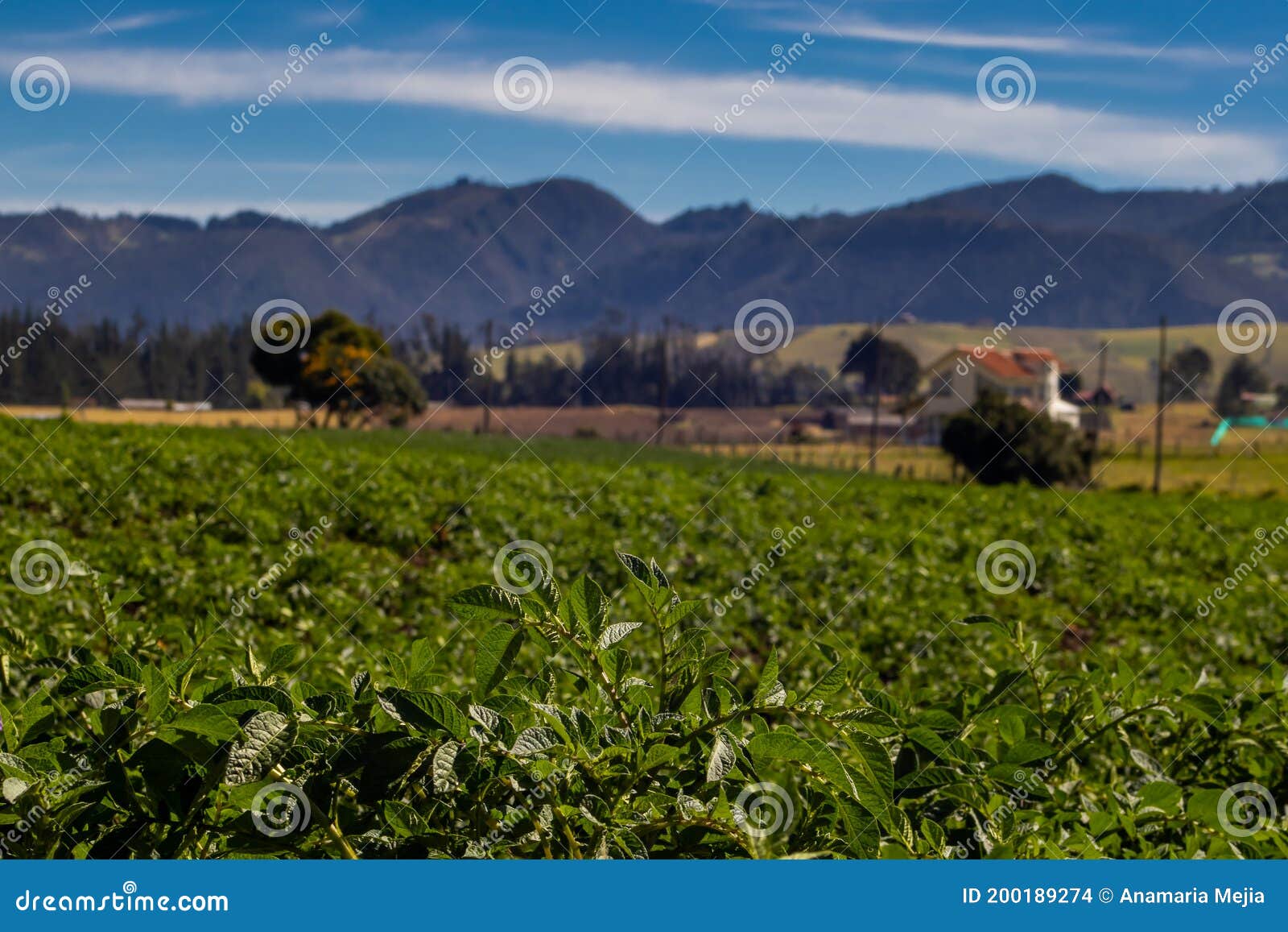 typical potato field at la calera municipality at the cundinamarca region in colombia