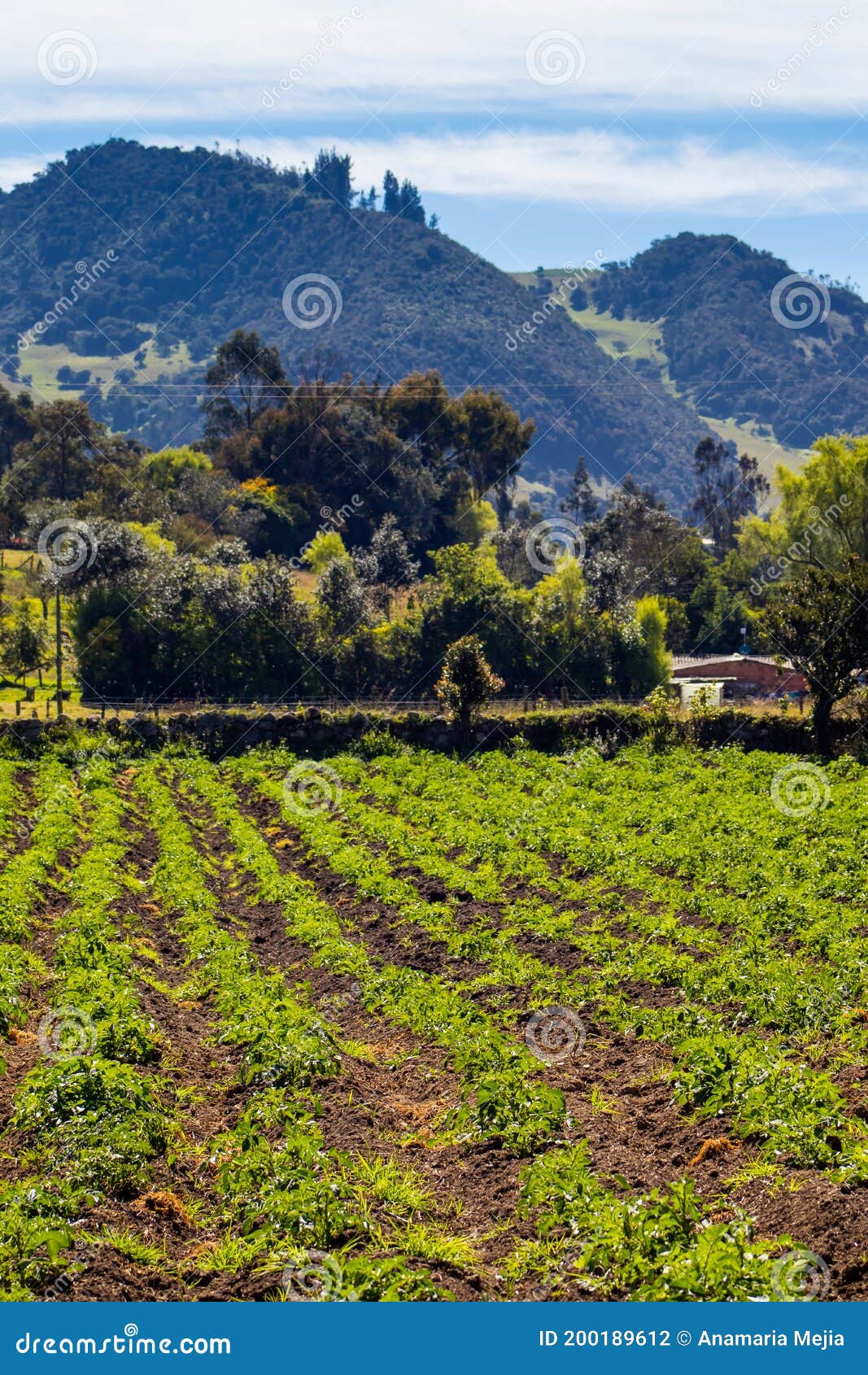 typical potato field at la calera municipality at the cundinamarca region in colombia