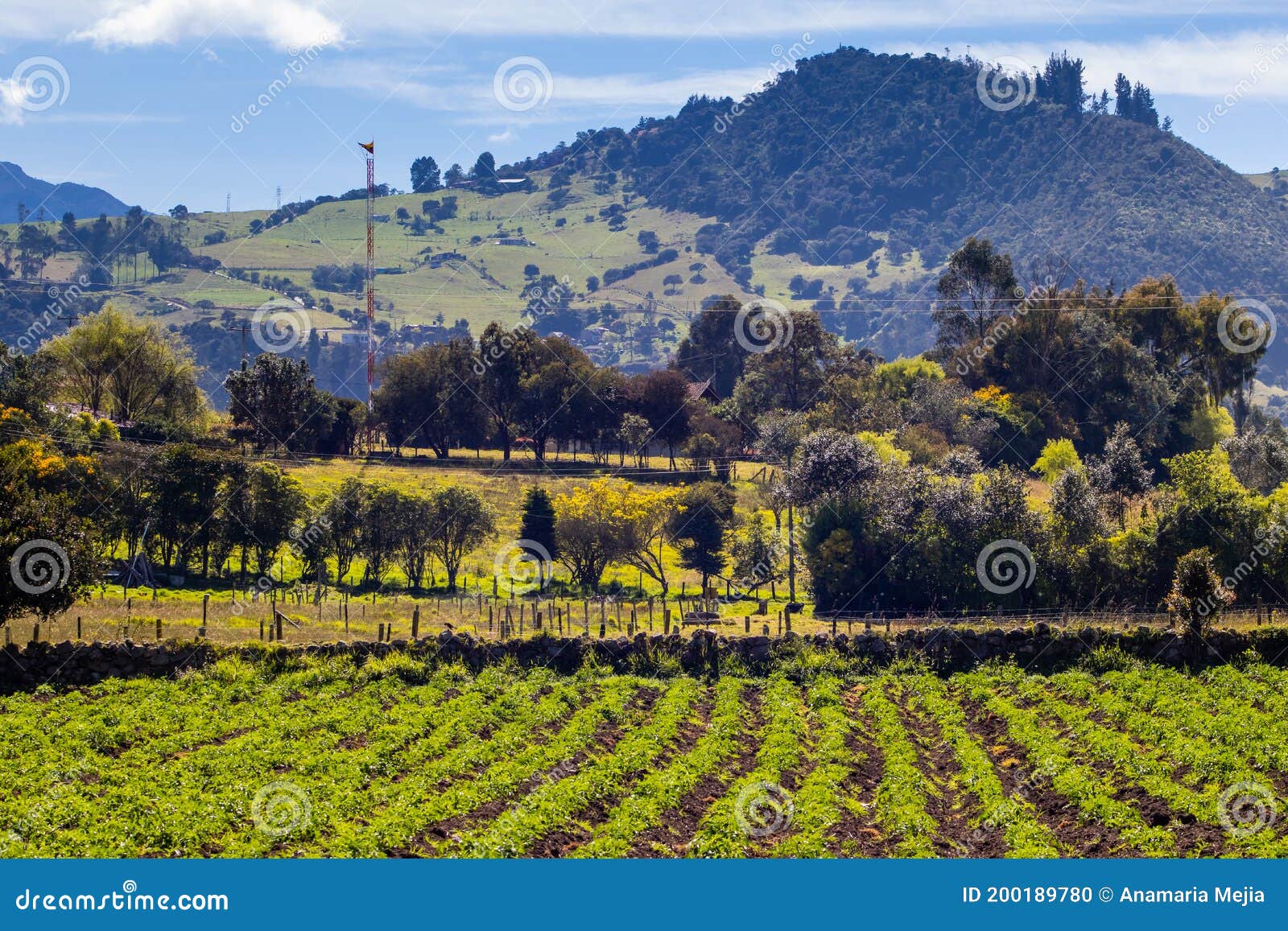 typical potato field at la calera municipality at the cundinamarca region in colombia