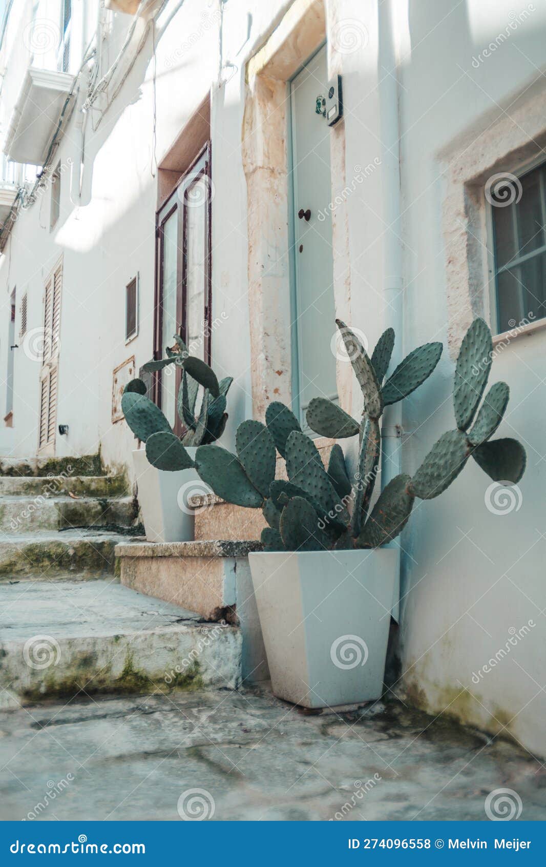 Typical Puglia Cactus in Plant Pot on Old Italian Street in Ostuni Stock  Photo - Image of lighting, cactus: 274096558