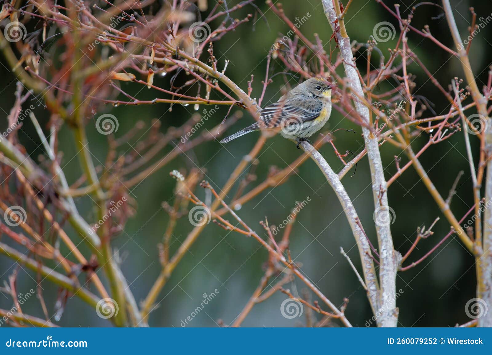 typical shrikes bird perched on branches