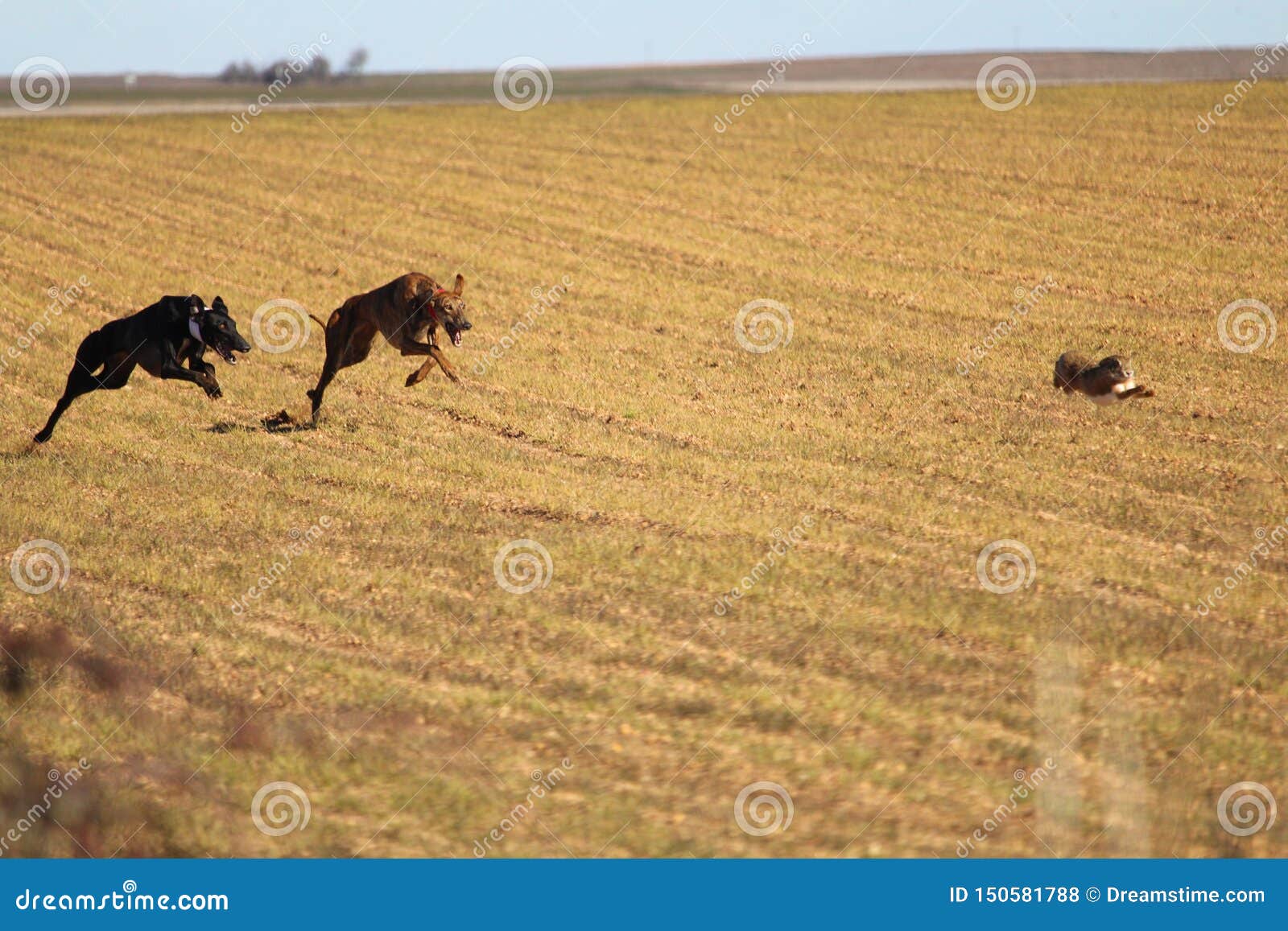 typical spanish dog ready to run behind the hares