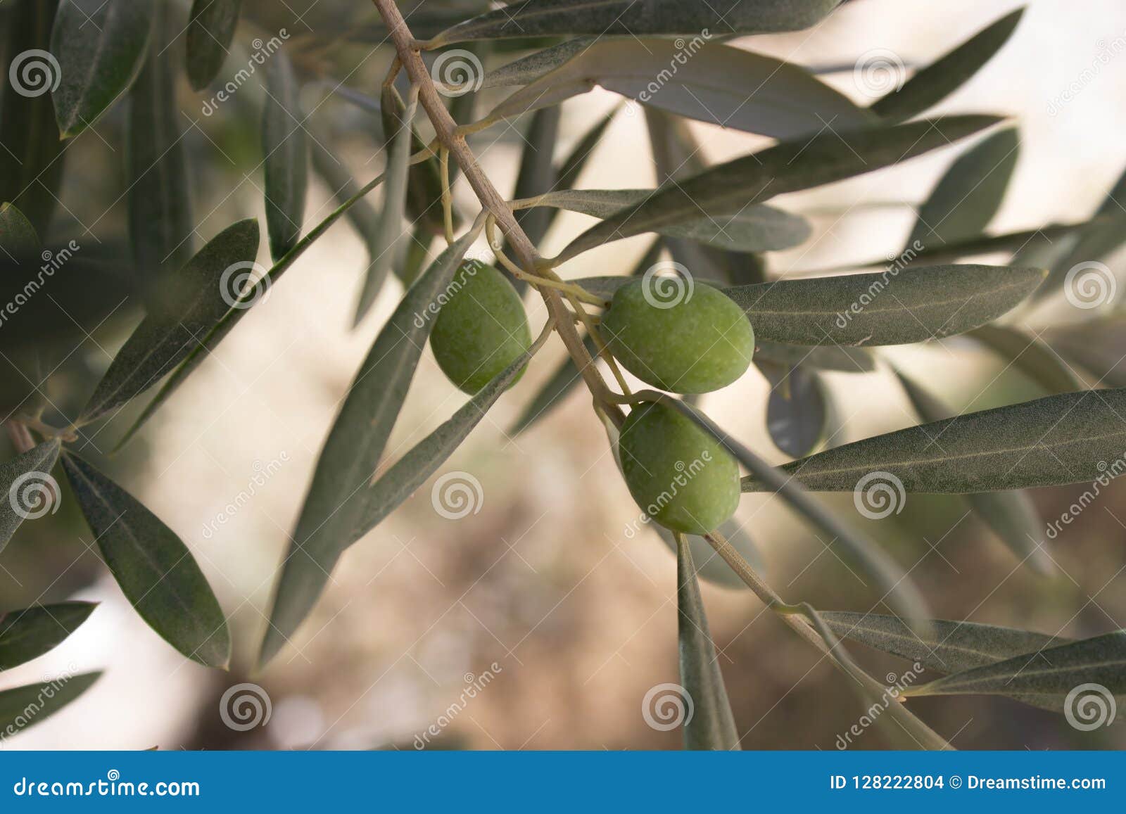Spanish Olives Before Falling Stock Photo Image of proccess, olive 128222804