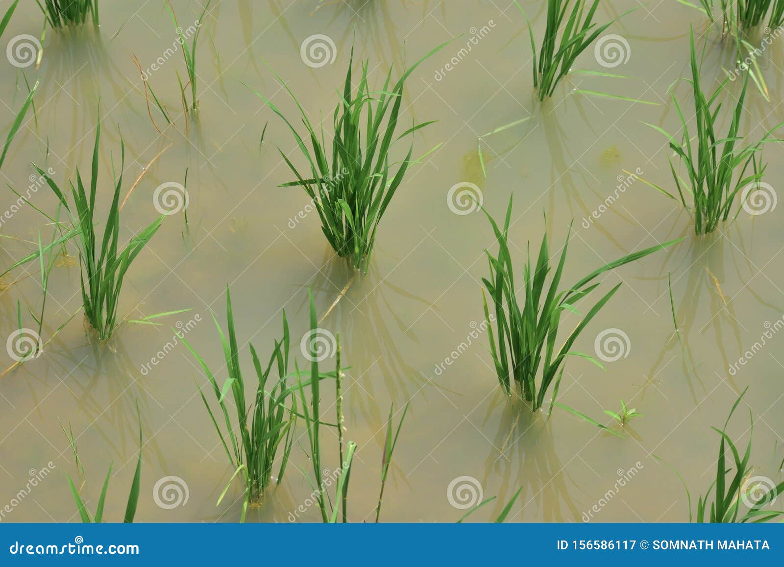 Typical Terrace Paddy Fields with New Planted Plants Growing in the