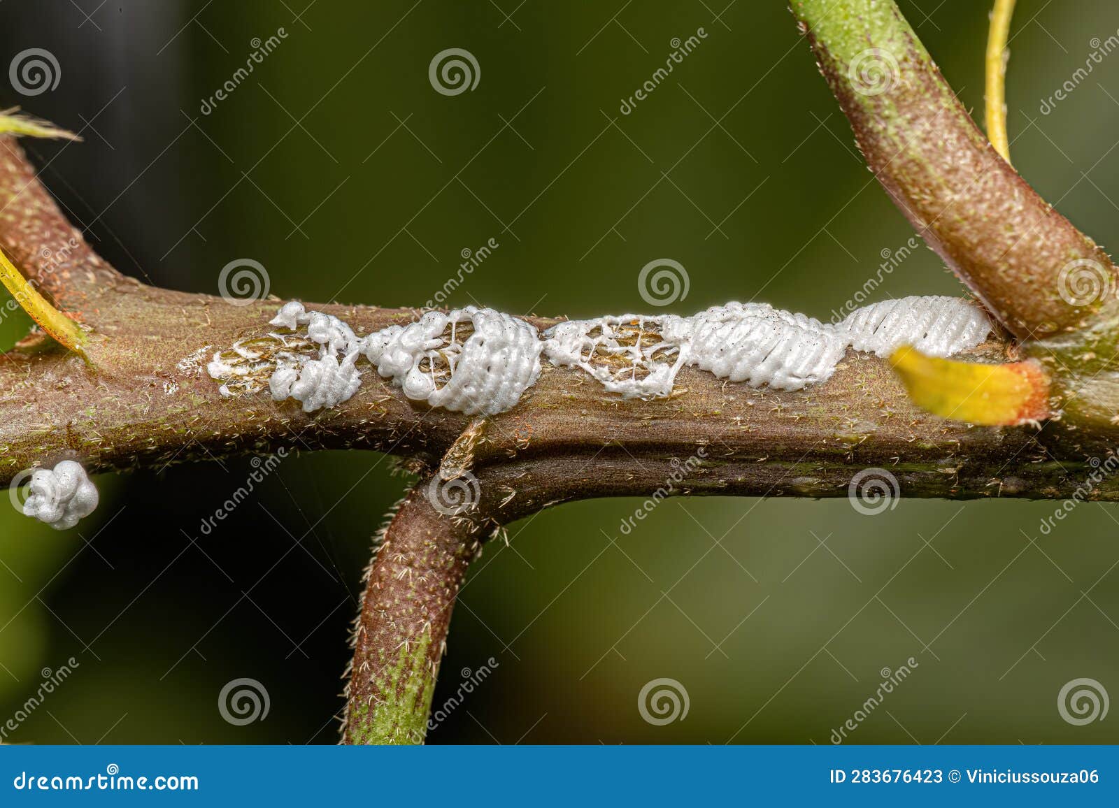 typical treehopper eggs