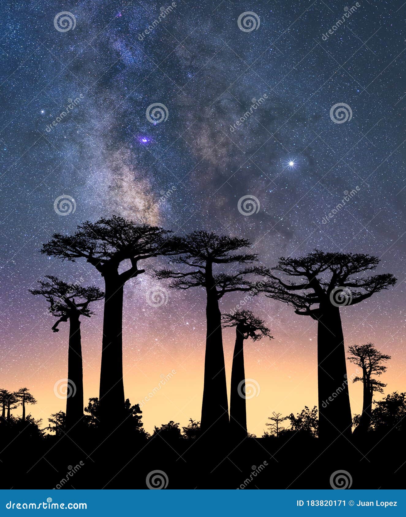 typical trees of madagascar known as adansonia, baobab, bottle tree or monkey bread with a night sky in the background