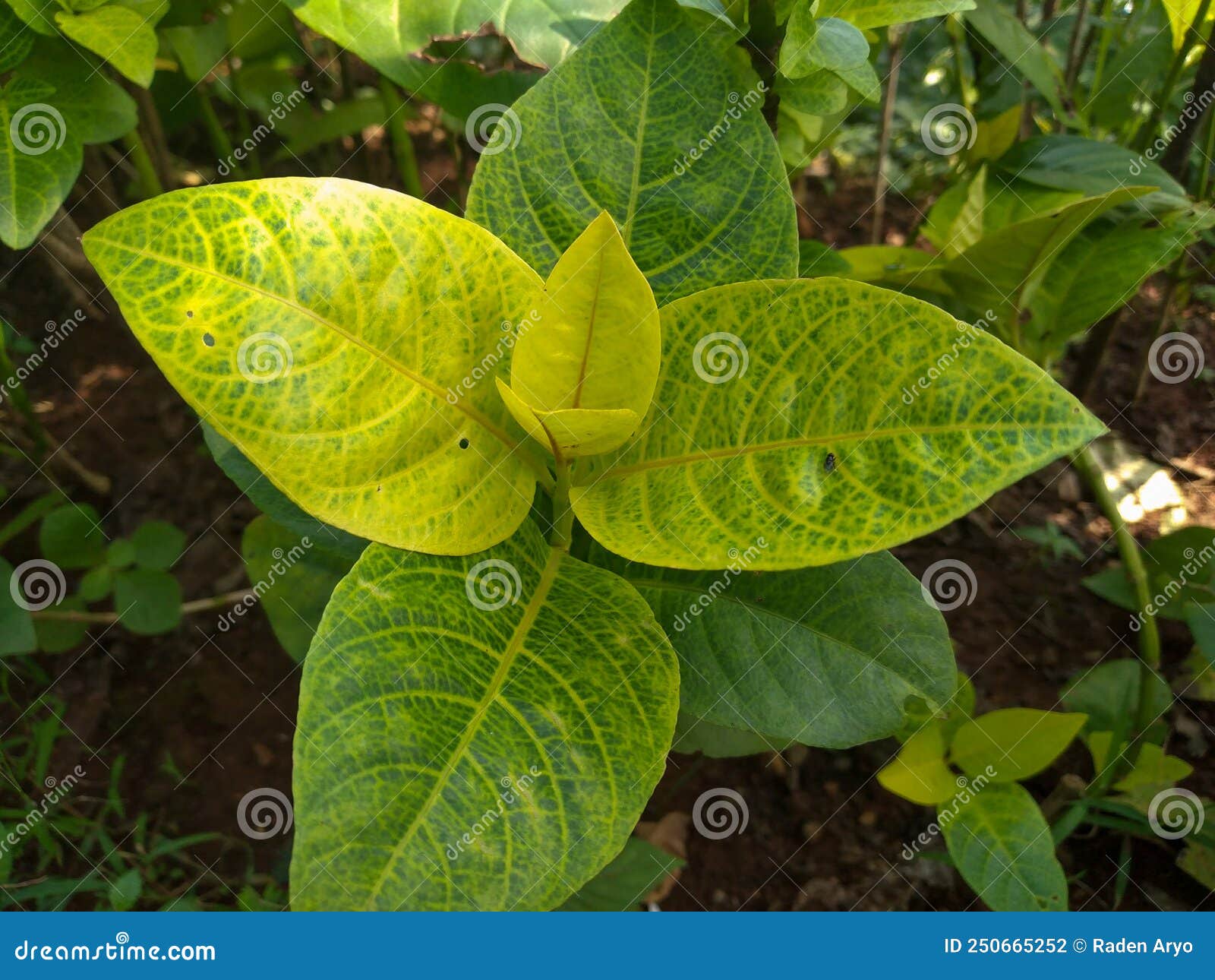 Typical Tropical Plants in Light Green Stock Photo Image of light, herb 250665252