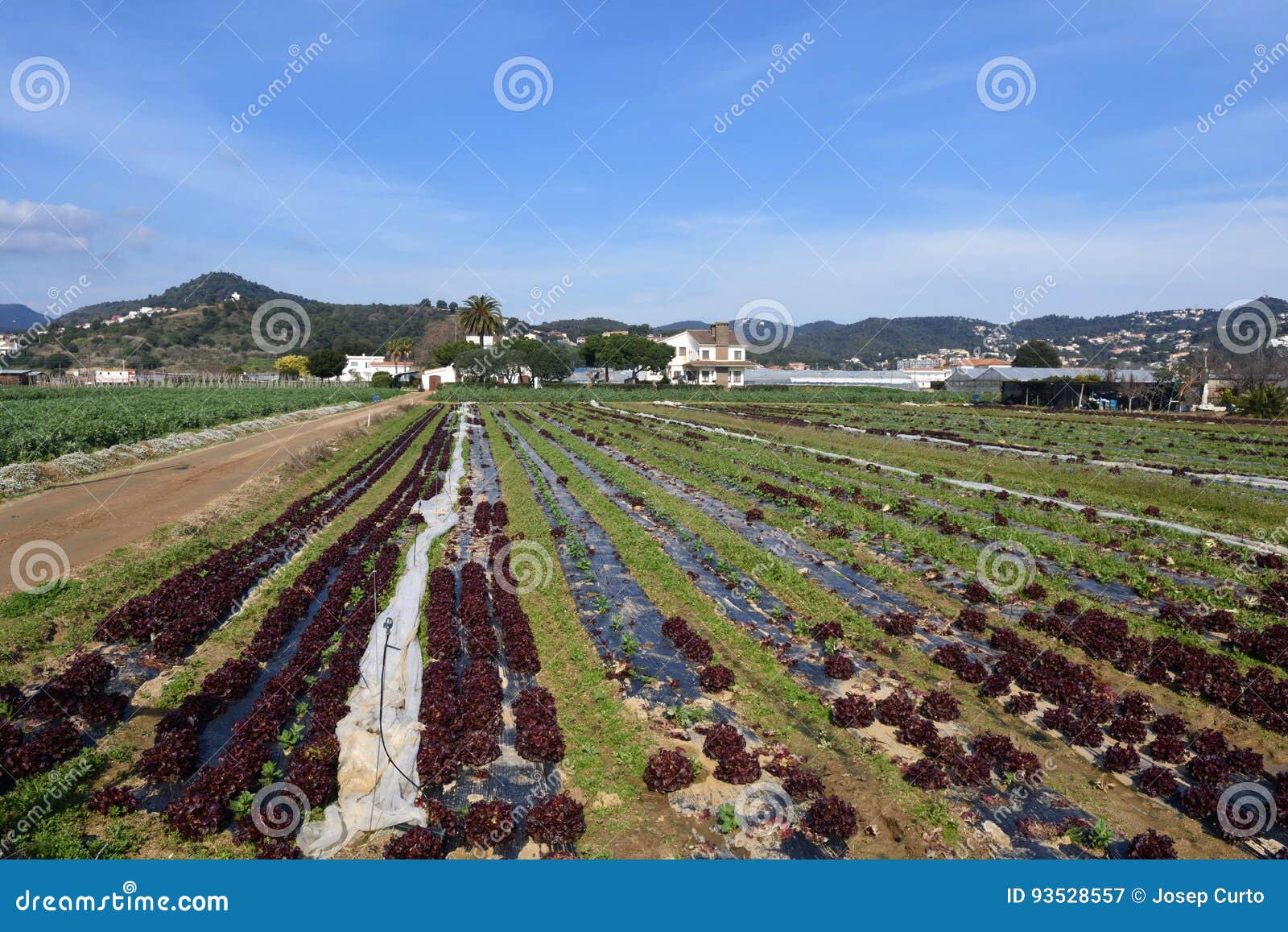 the typical vegetable garden of el maresme near malgrat de mar,