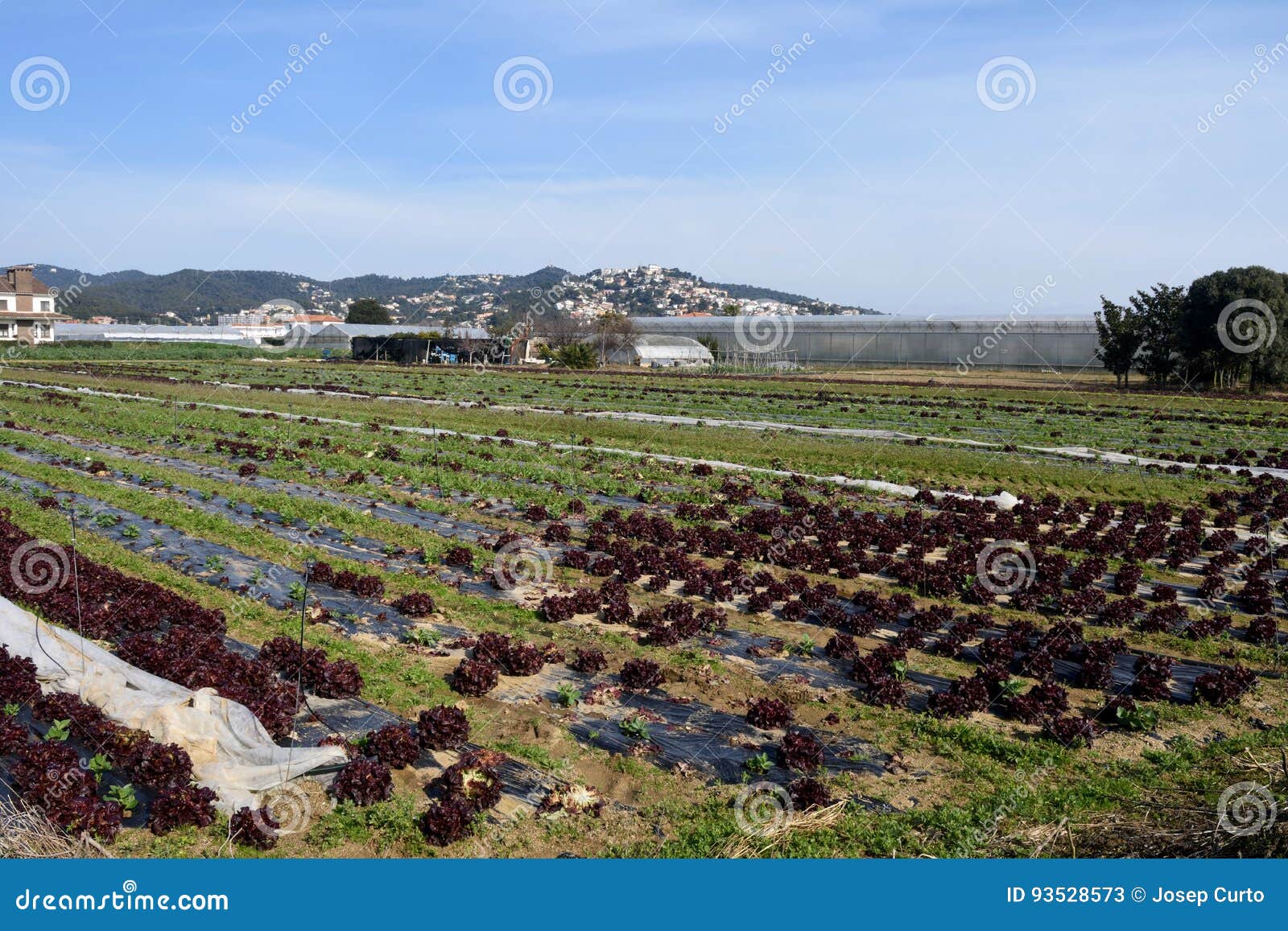 the typical vegetable garden of el maresme