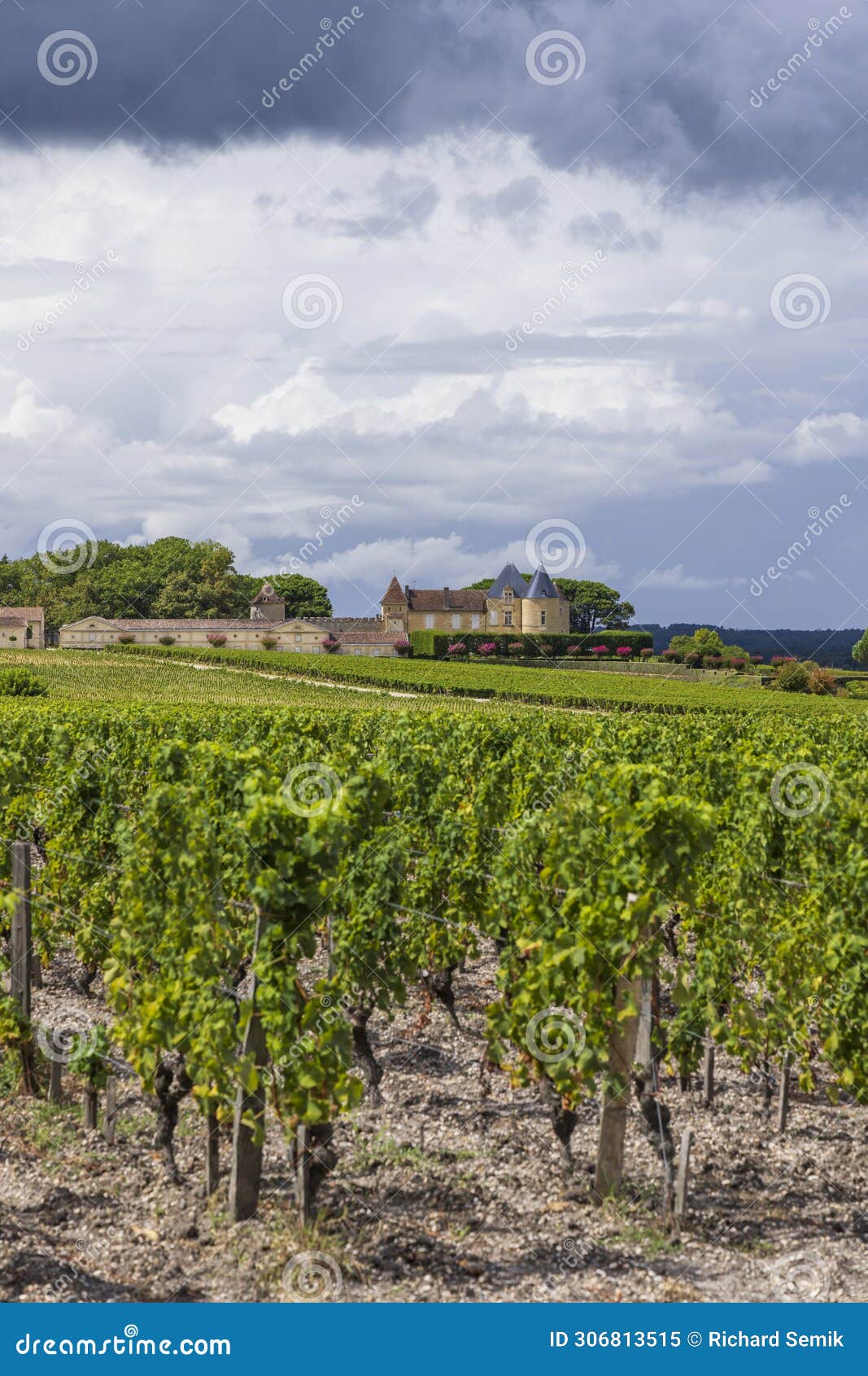 typical vineyards near chateau d yquem, sauternes, bordeaux, aquitaine, france